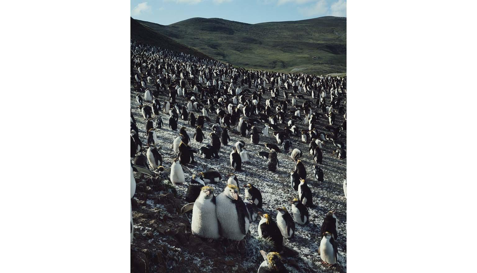  mass of penguins scatter a pebbled cliff side. The penguins are small with yellow crests. Most are in pairs while some are single. In the background is a rolling green hillside and a blue sky.