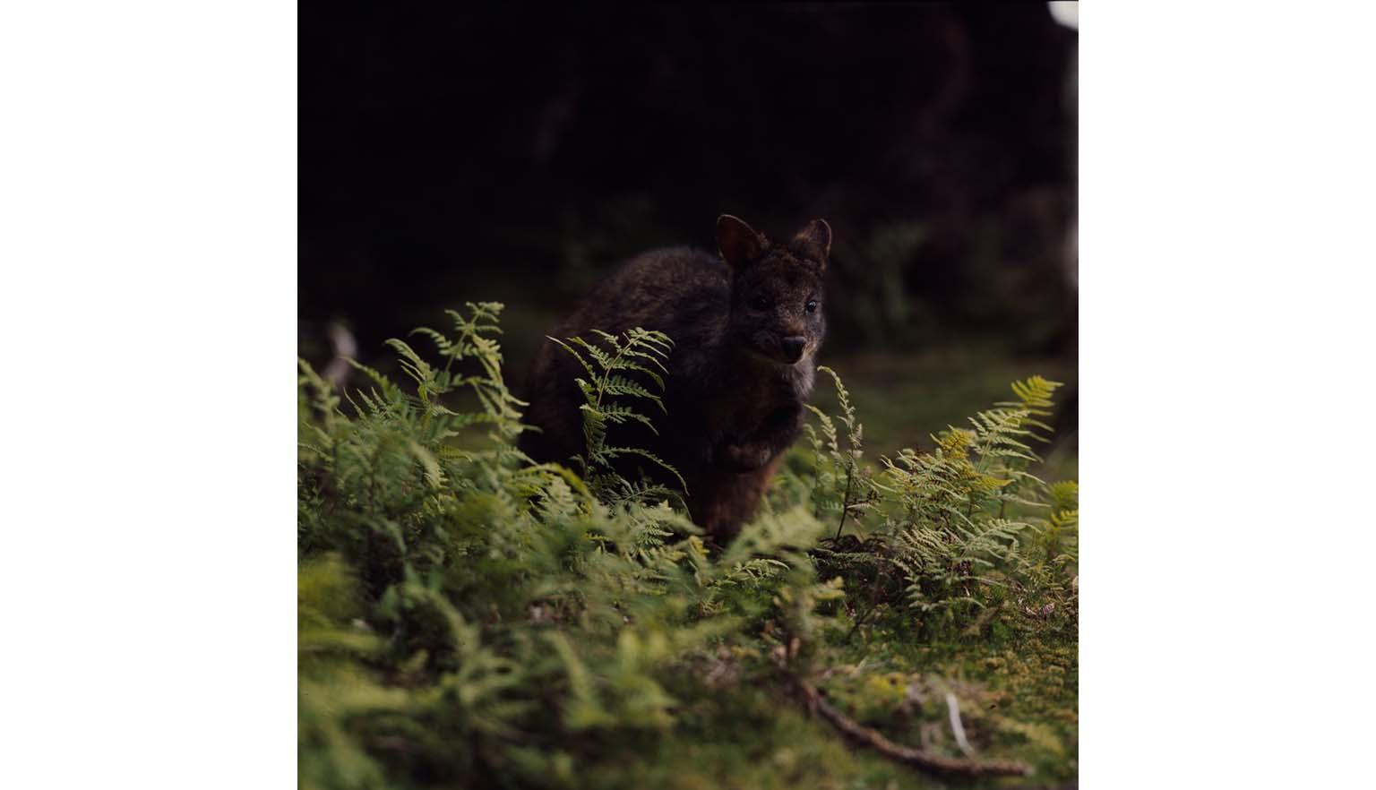 A small black/brown wallaby sits among ferns. The wallaby blends in with the dark background of the image.