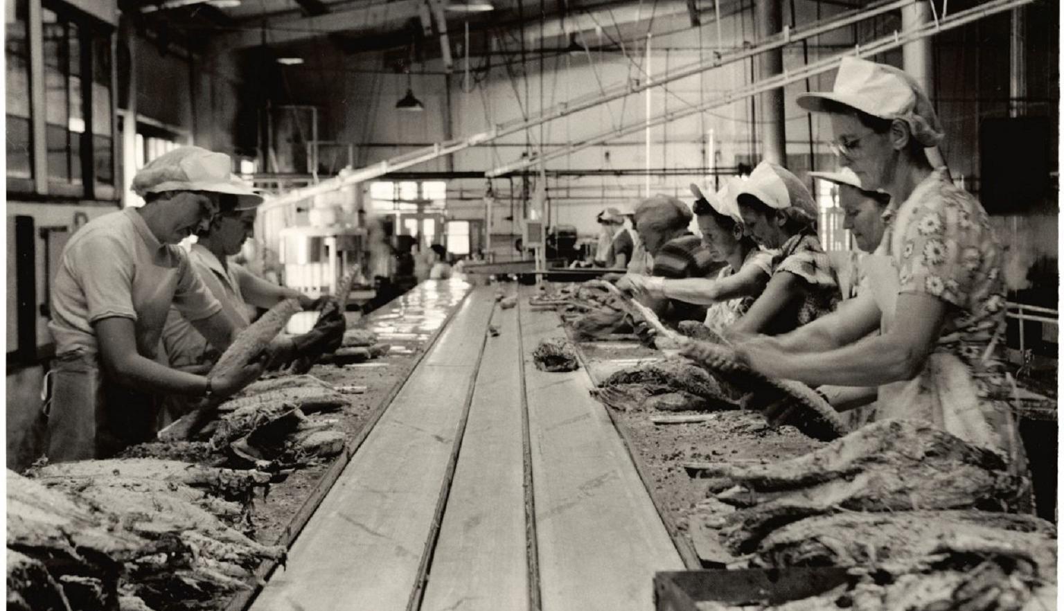 A group of people stand at a long production line inside a factory, hand-packing fish into tins. The factory setting is industrial, with machinery and trays of fish visible.