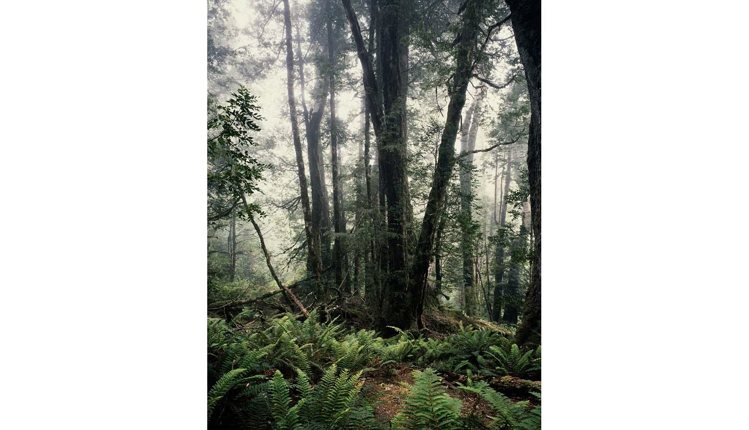 A misty forest scene. Many small ferns litter the floor of the forest with large trees growing up into the mist.