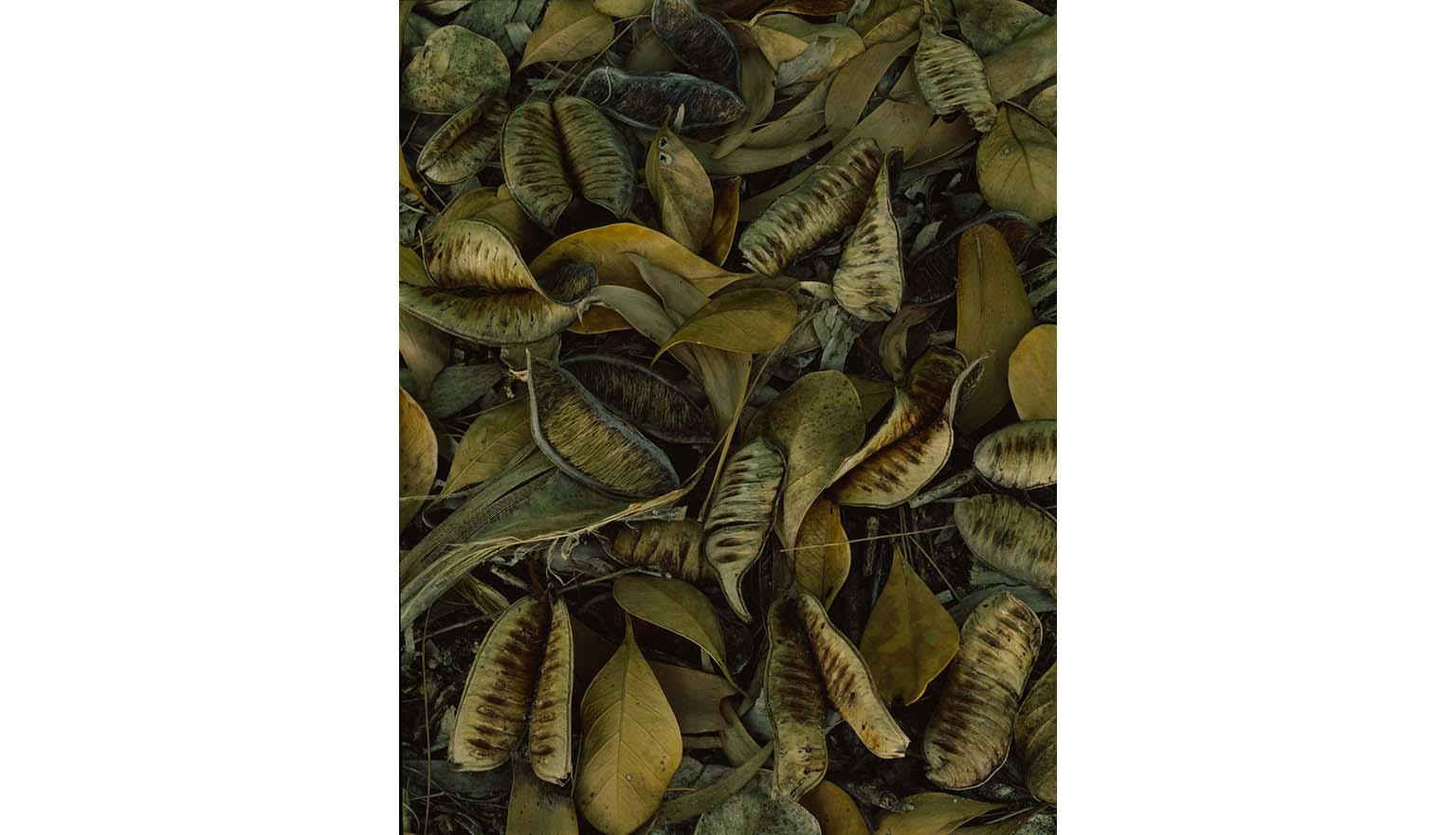 An image full of dried brown and cream coloured husks of seedpods and leaves.