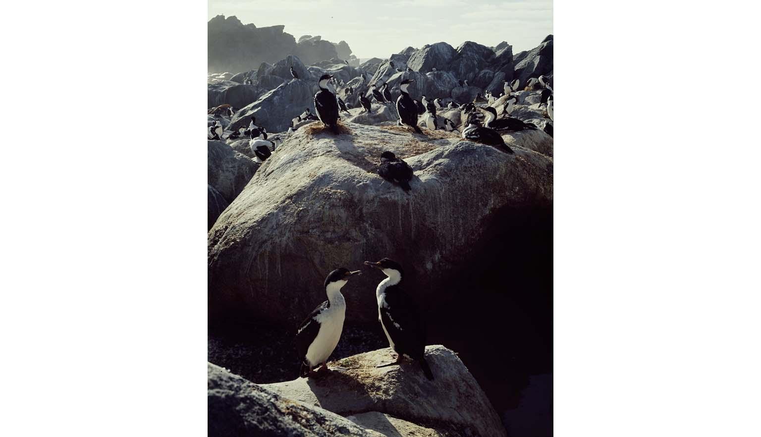 A large number of black and white shags sit on various boulders. The boulders are covered with bird droppings.