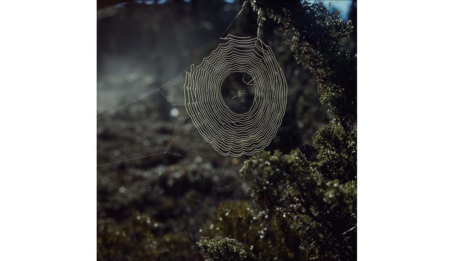 A spiderweb illuminated by the sun. The web is strung between the branches of a green leafy tree.