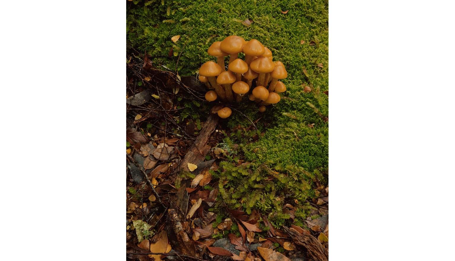 A small tuft of orange fungus grows out of leaf litter. The litter is covered in moss.