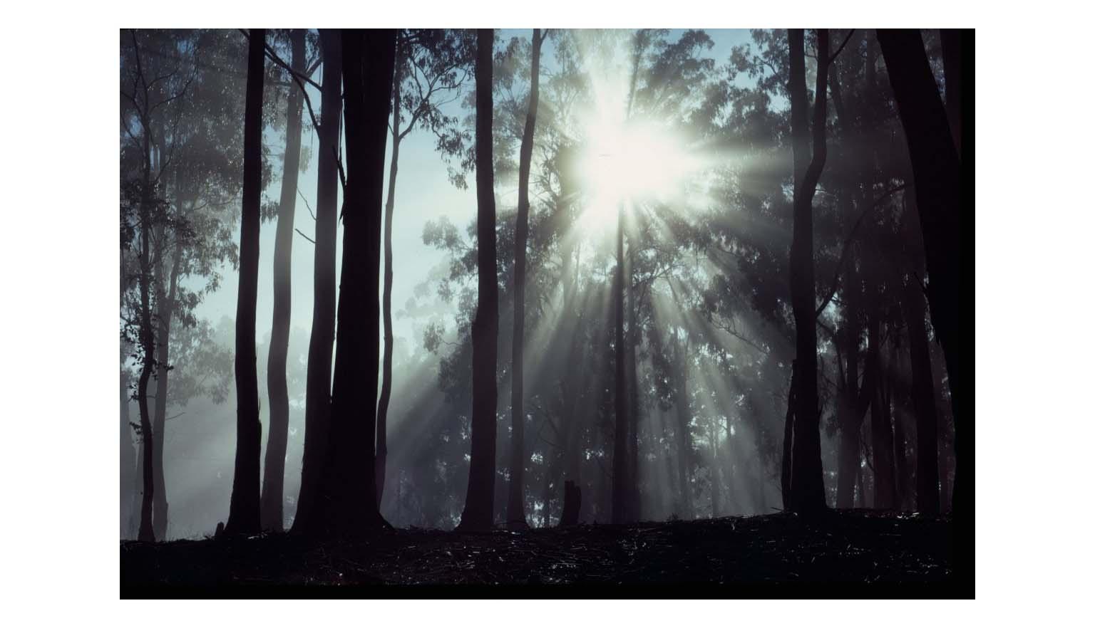 The sun filters through a tall forest. The trees are in silhouettes 
