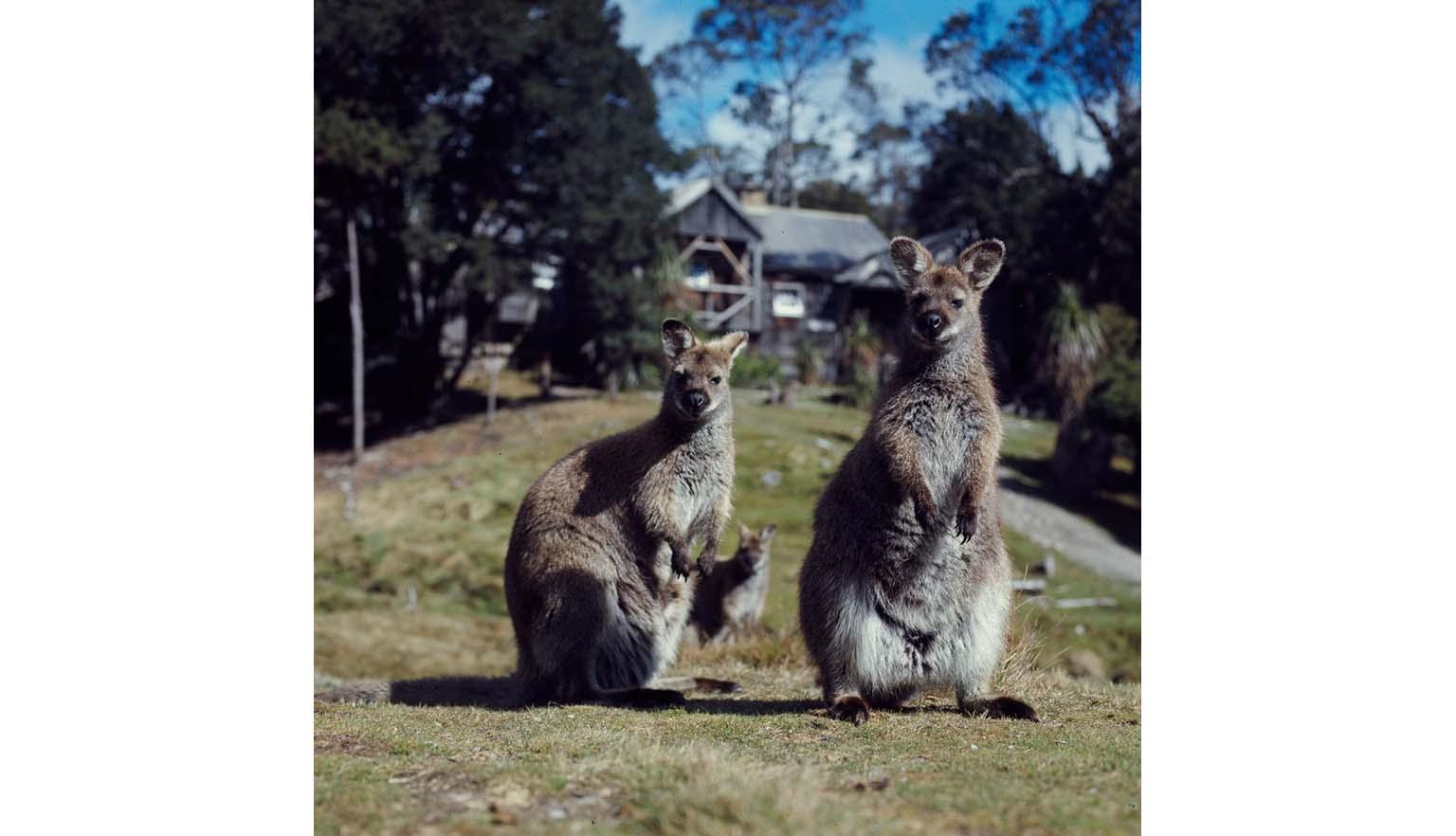 Two wallabies stand on a grassy hill. They are surrounded by bush and grassland. In the background a wooden cabin can be seen, along with other wallabies