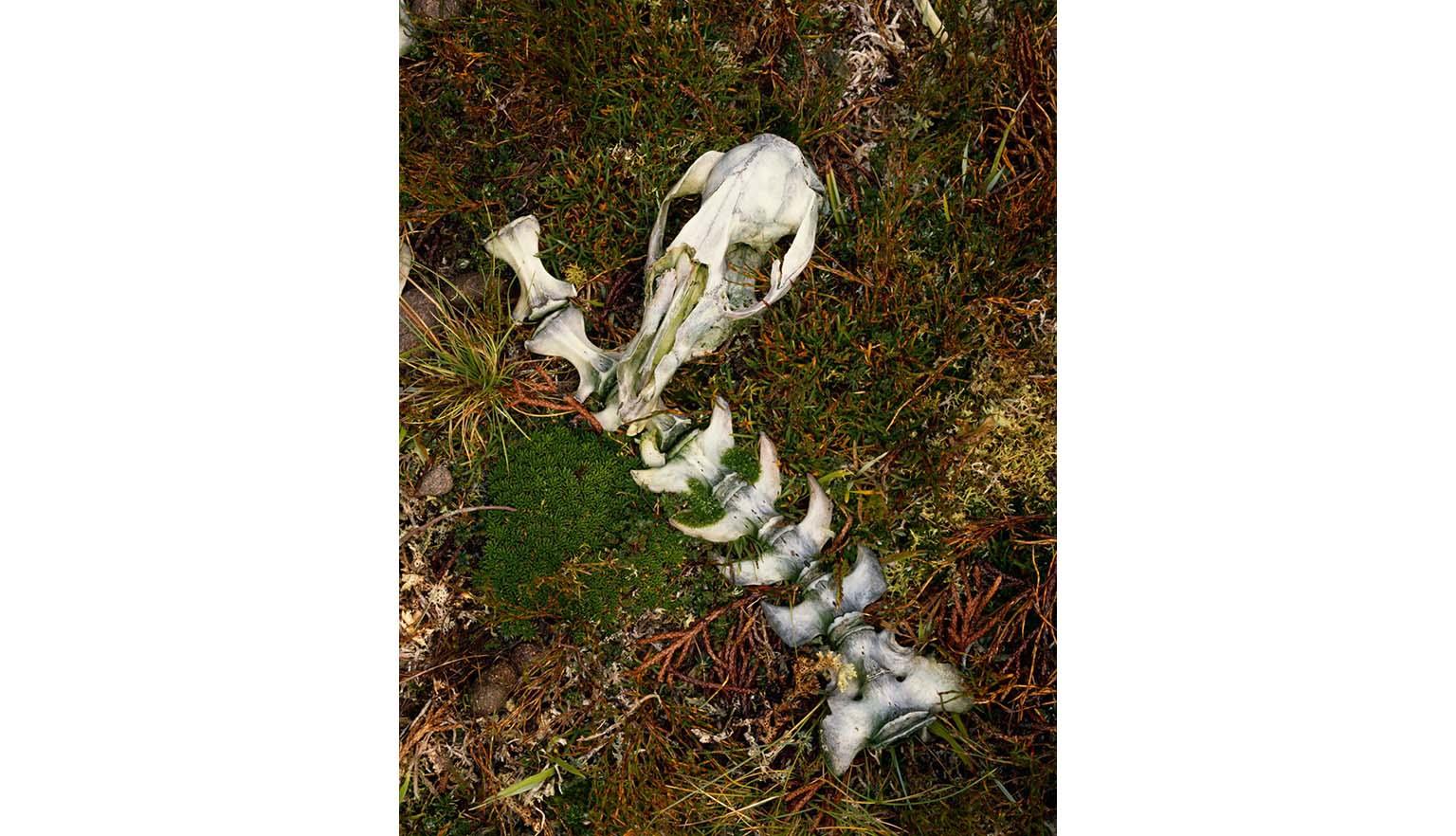A wallaby skull and spinal column with 8 vertebra lay on a patch of grass. The bones are white with hints of green moss.