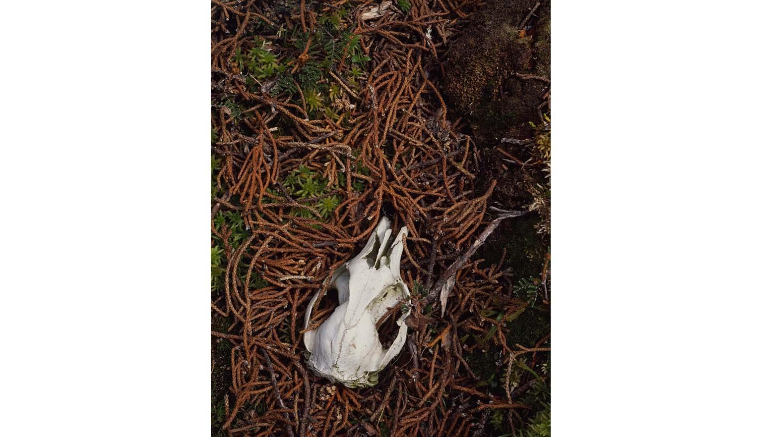 The skull of a small wallaby sits among brown dead pencil pine leaves