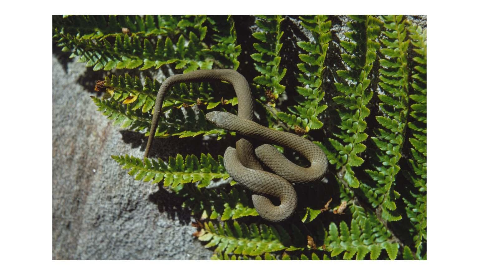 A small brown snake is coiled around itself. It is sitting on a fern leaf which is resting on a grey rock