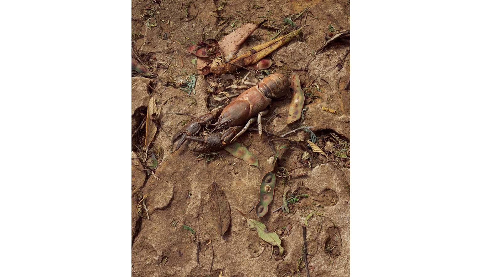 A brown yabbie sits among a pile of a dead leaves on a dirty muddy bank.