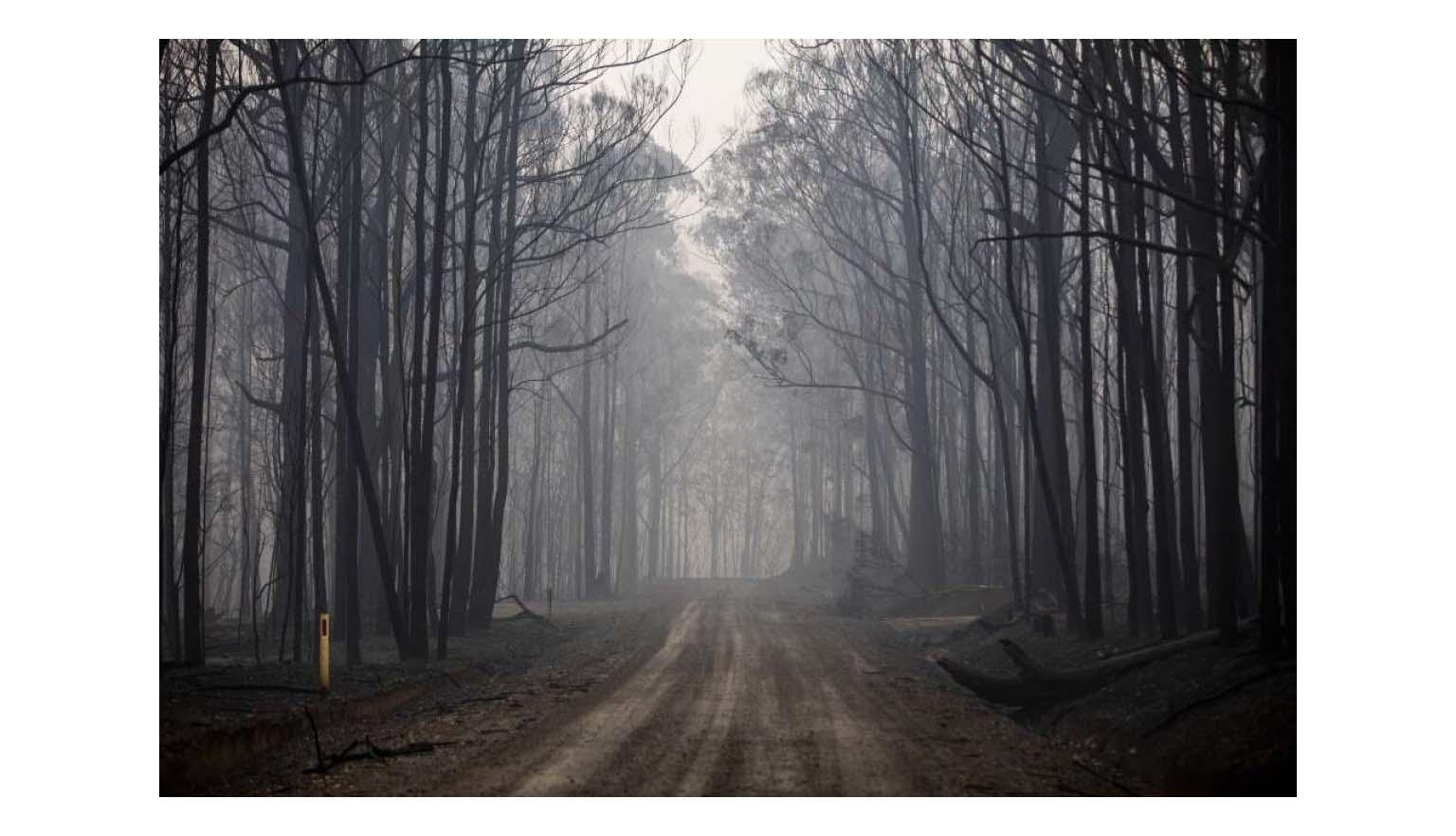 A forest after a fire. A dirt track runs through a grove of burnt trees