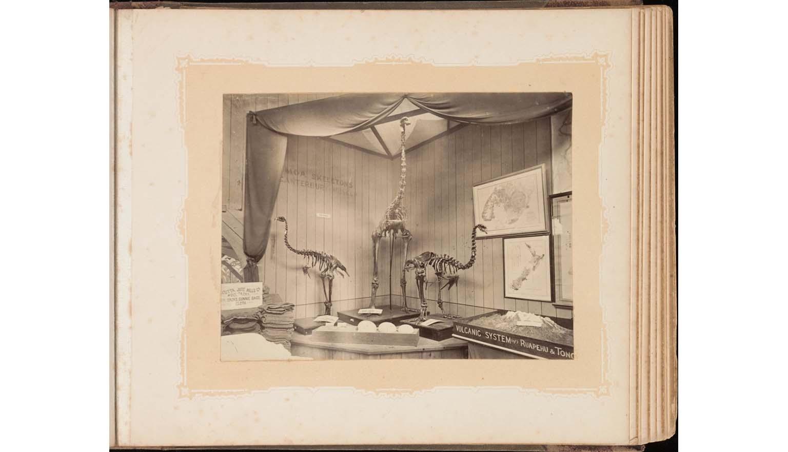 A sepia toned photograph mounted in a photo album. The photograph shoes a museum installation. The exhibition is of three giant bird skeletons, Moa. Two smaller specimins flank a central giant specimen. The central skeleton is almost double the height of the smaller ones, almost reaching the roof. The skeletons are surrounded by other exhibitions including (presumably) Moa eggs, a diorama with the lable 'Volcanic System of Ruaphehu & Tong[a]', and sacks used by sailors. There are maps on the wall.