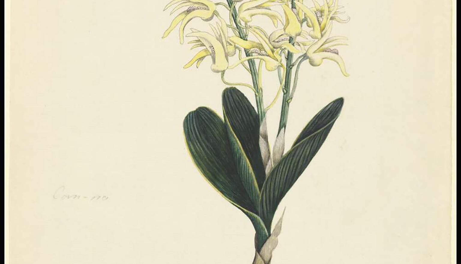 A hand drawn plant with yellow flowers. 