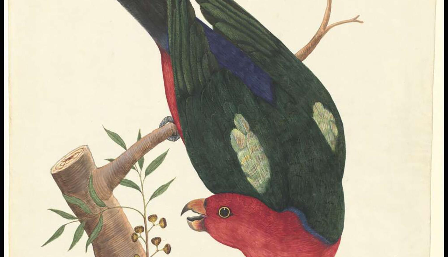 A hand drawn picture of a bird with a red head and chest, green feathers on its wings and blue features on its tail, hanging off a tree branch. 