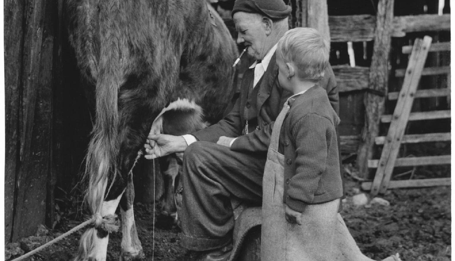 A man milks a cow while kneeling on the ground, with a young boy standing beside him watching. The cow is tied by its leg, and wooden fences surround the scene.