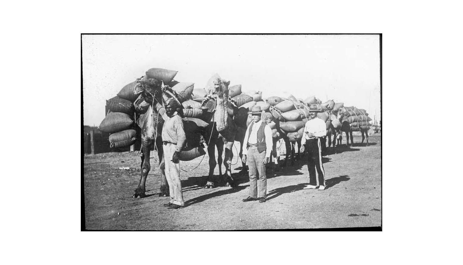 Black and white photo of three men standing near a line of camels loaded with sacks of supplies