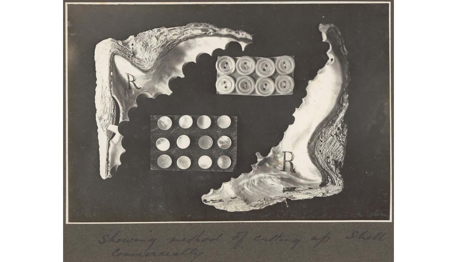A black and white photo showing how two half shells and the round pieces cut out of them