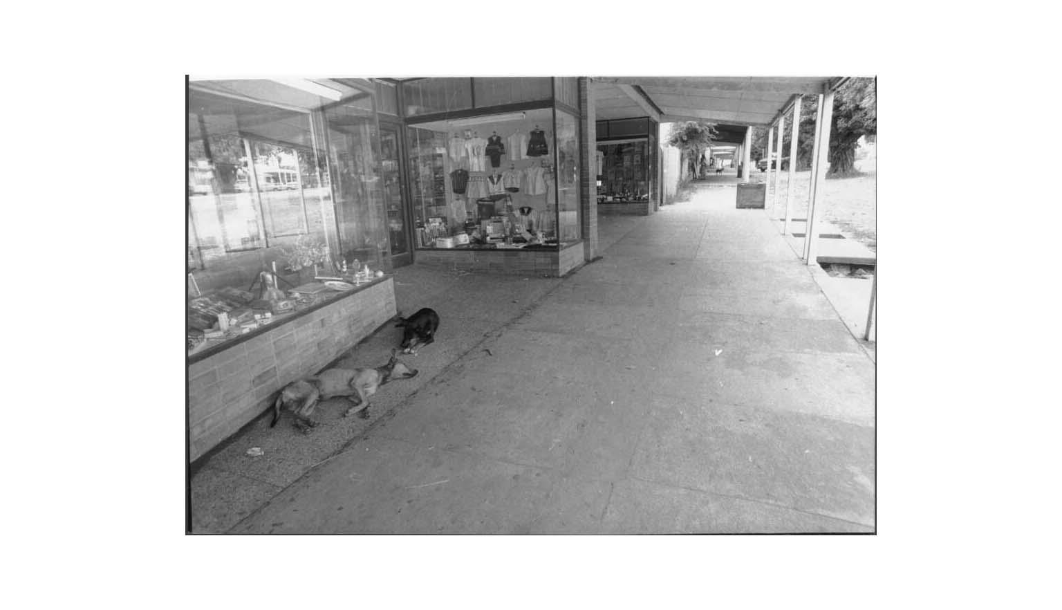 black and white photo of two dogs lying on the ground outside a shop window
