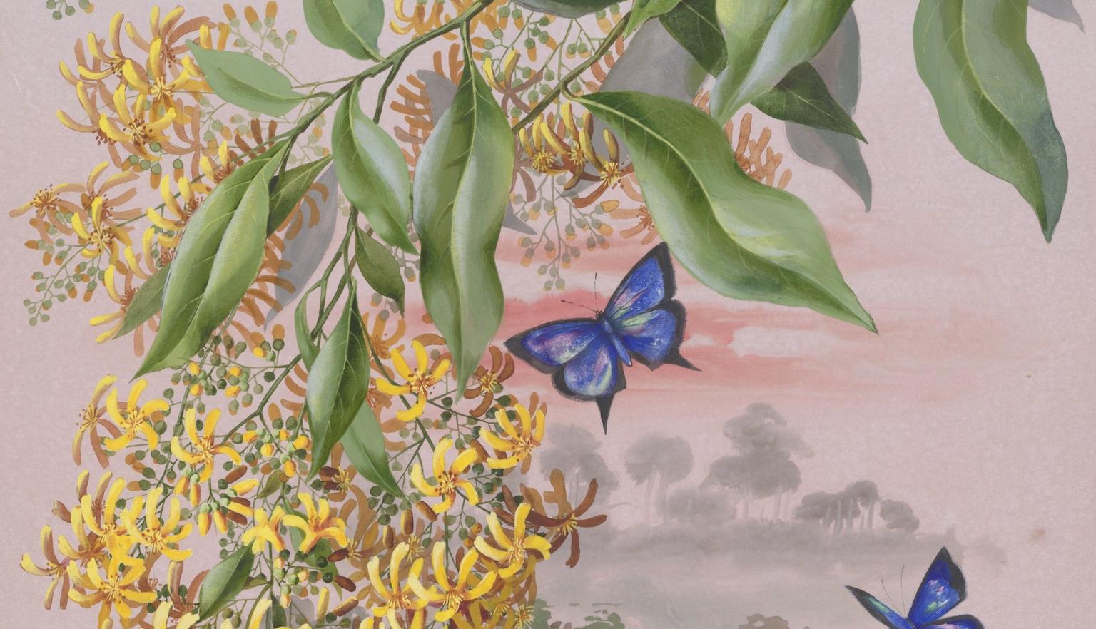 Three blue butterflies sitting or flying around a leafy branch with yellow flowers.