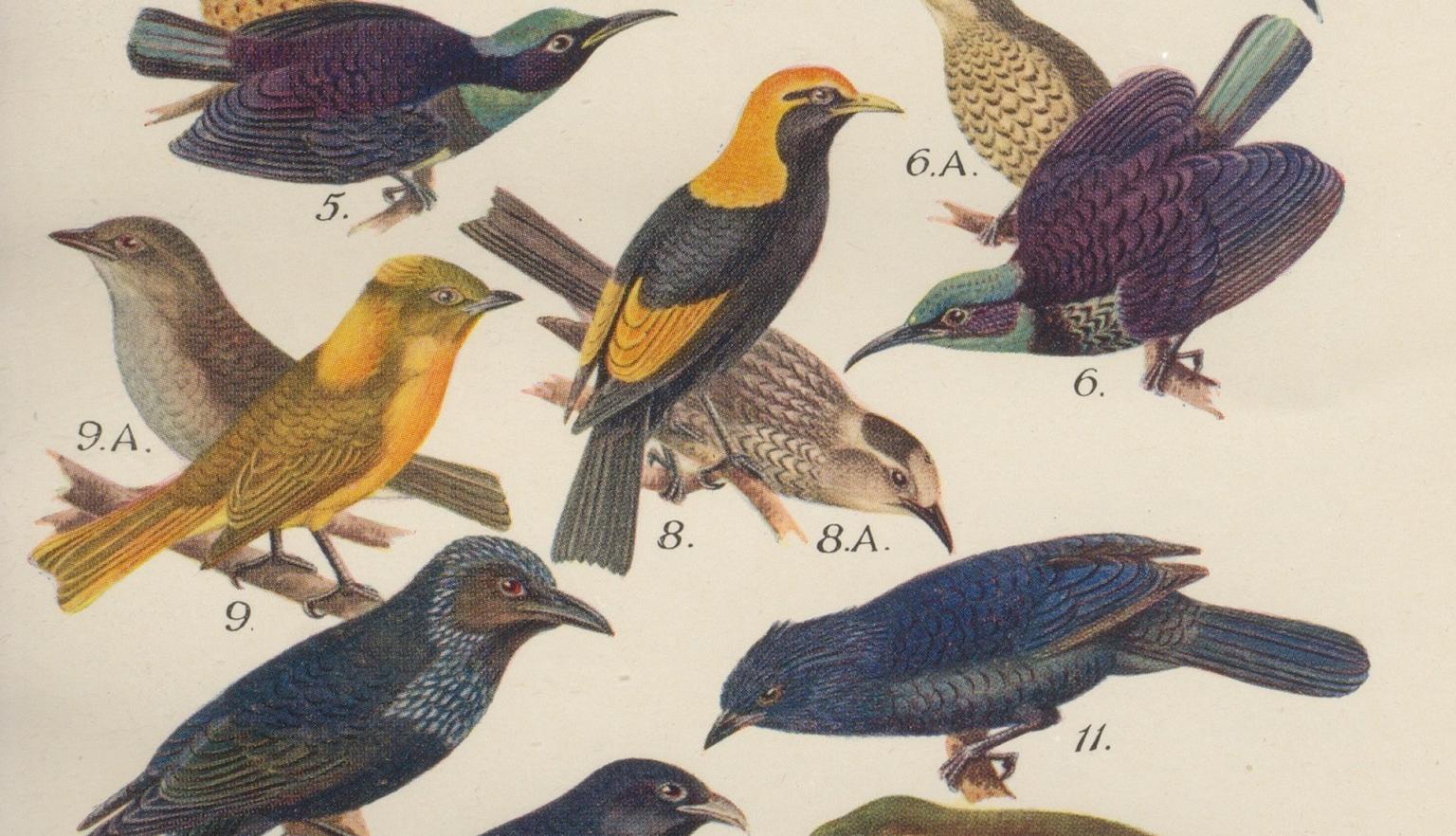 Detailed illustrations of 'birds of the bushes and big scrubs'.