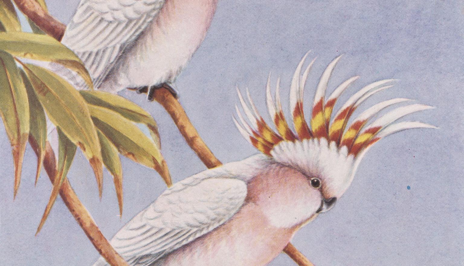 Illustration of two pink cockatoos sitting in a tree