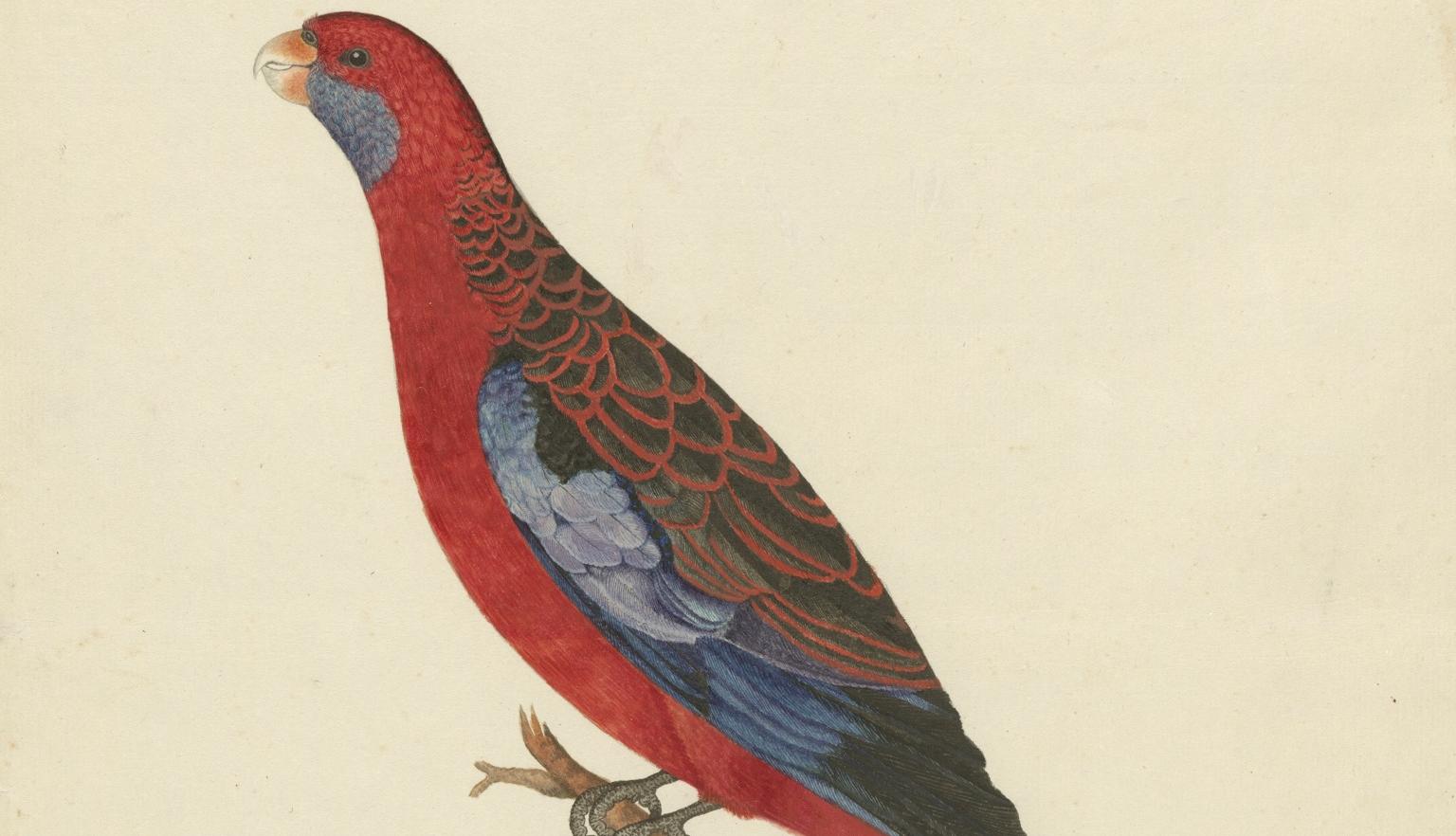 Coloured illustration of a crimson rosella bird, seen from the side, standing on a short branch