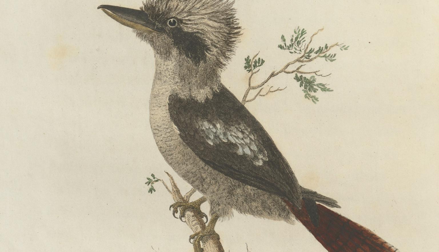 Illustration of a kookaburra perched on a vertical branch on the shore