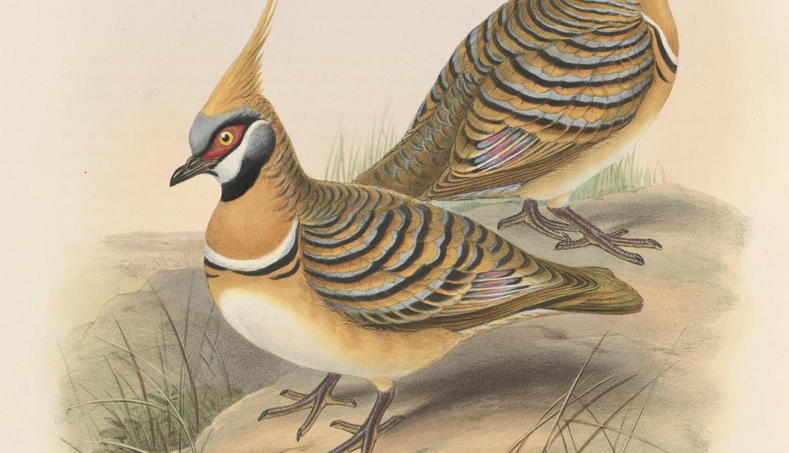 Illustration of two birds that are brown, white and yellow in colour
