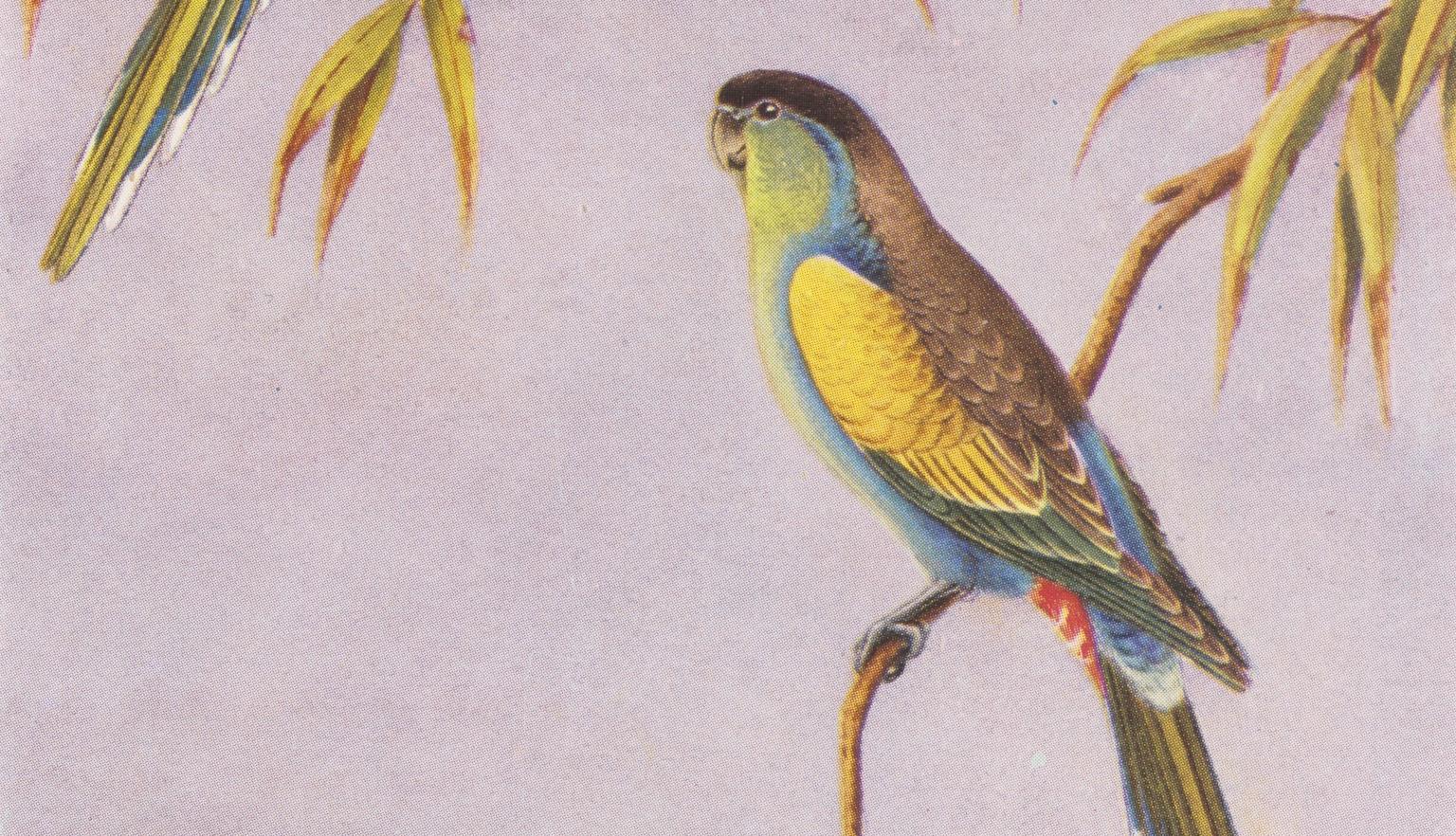 Illustration of two parrakeets sitting in a tree