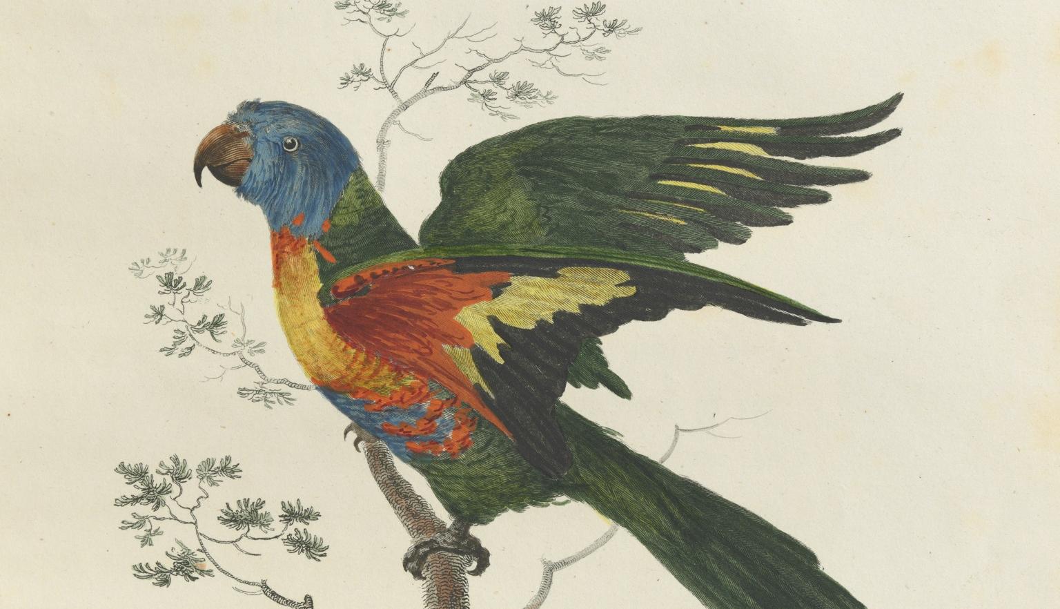 Illustration of a colourful blue bellied parrot standing on a branch with it's wings raised
