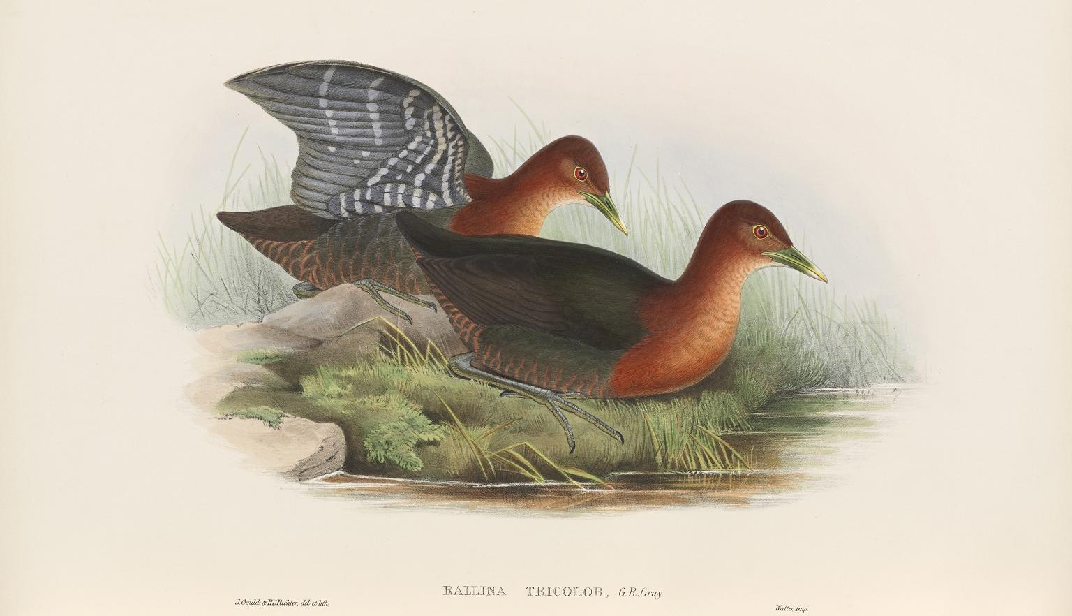 Illustration of two darkly coloured birds