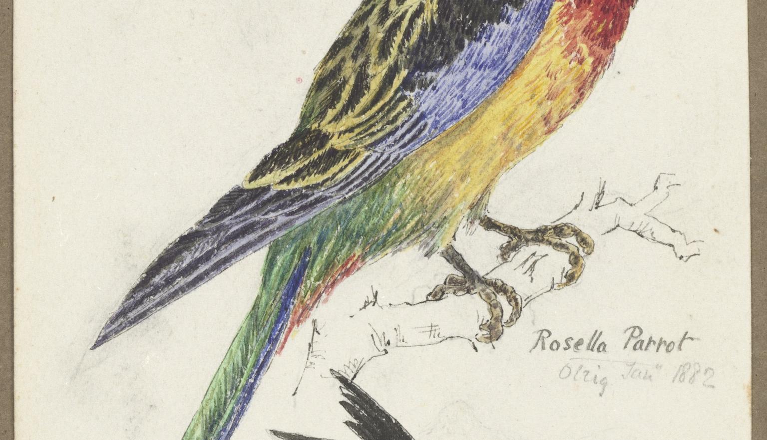 Coloured illustration of a rosella parrot and two smaller illustrations of magpies