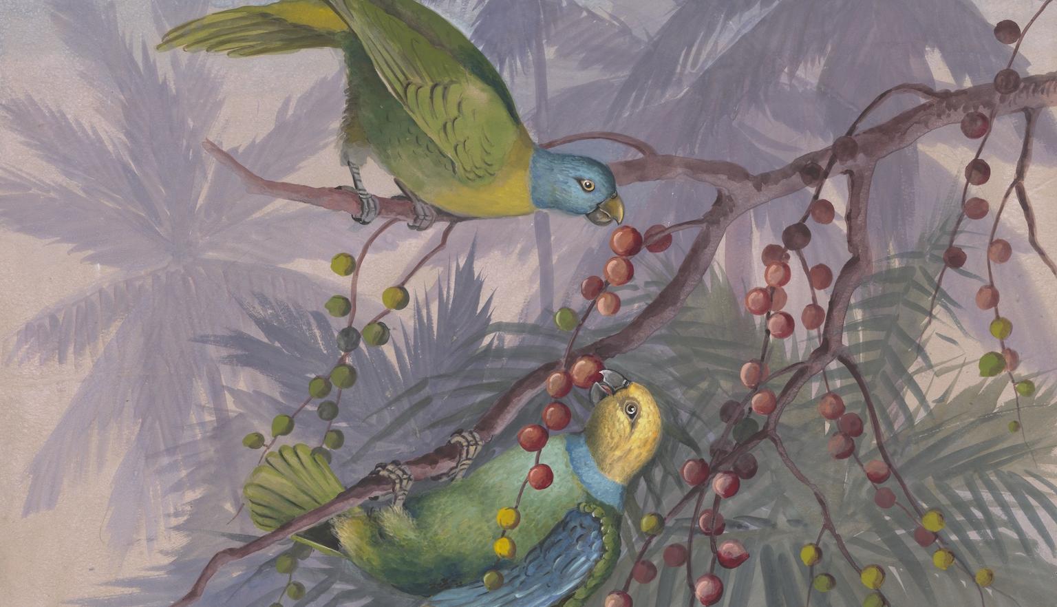 Two colourful birds standing on branches eating fruit