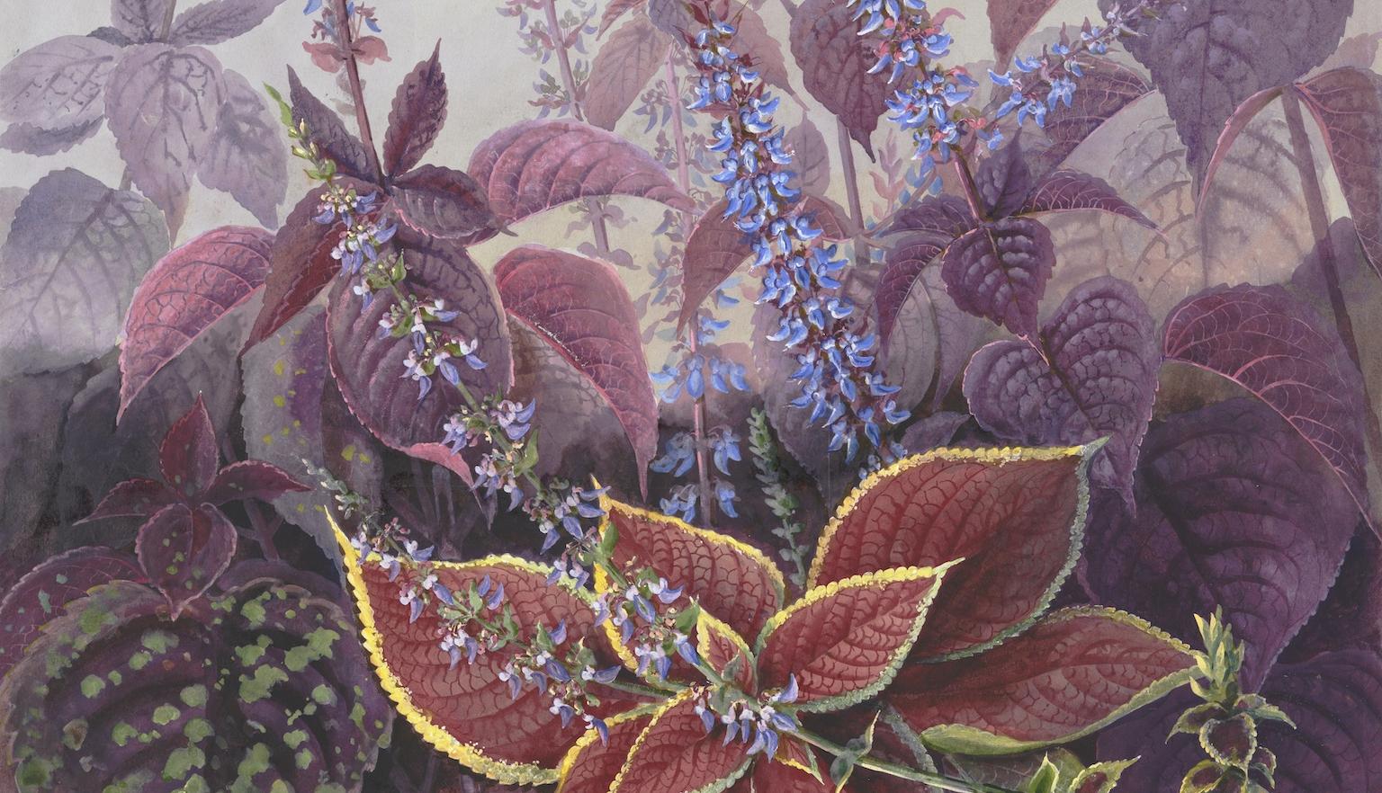 Illustration of a plant with red leaves and blue flowers