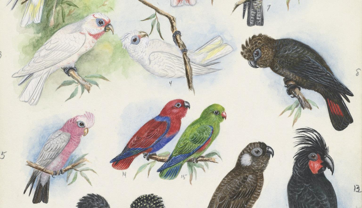 Several detailed illustrations of different types of birds, including cockatoos. Some of the birds are quite colourful, while others are mostly black or white.