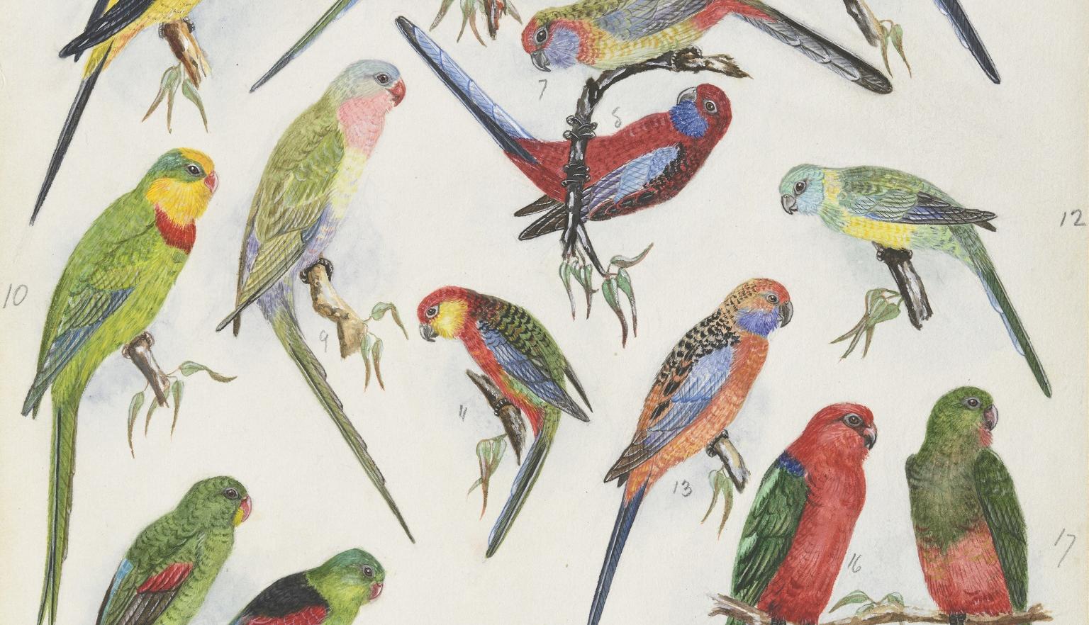 Several detailed illustrations of different types of colourful Australian birds.