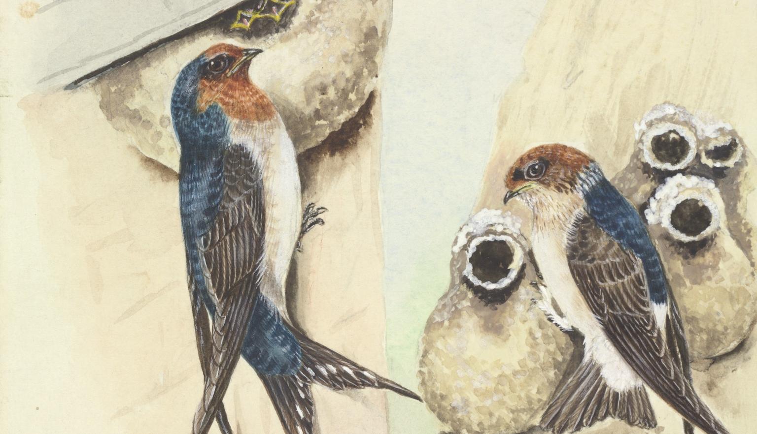 Two blue, orange, brown and white birds