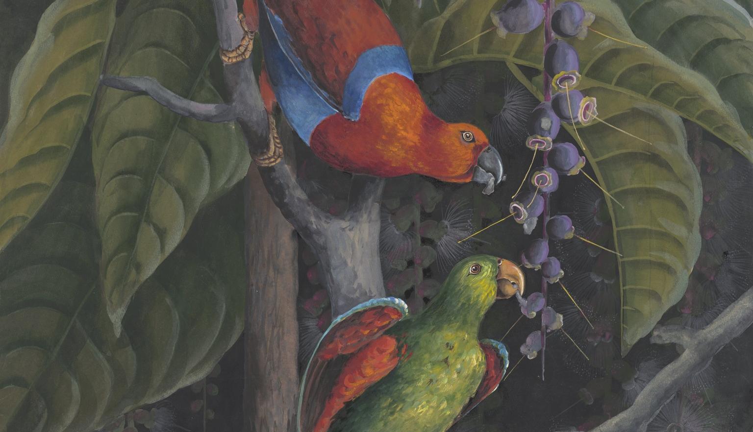 Detail watercolour illustration of two colourful lorikeets eating in a tree