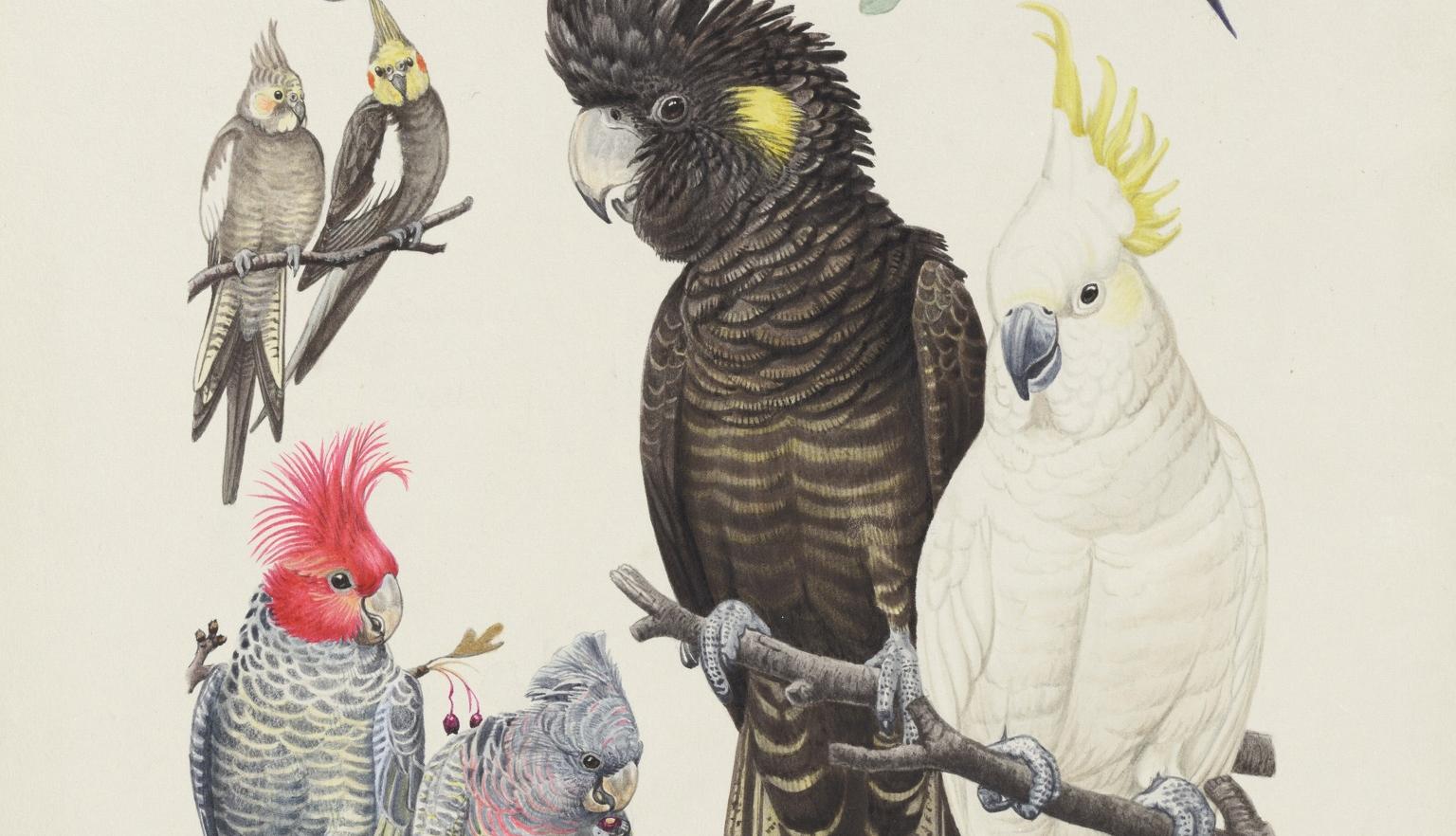 Colourful, extremely detailed watercolour illustrations of different kinds of lorikeets and cockatoos