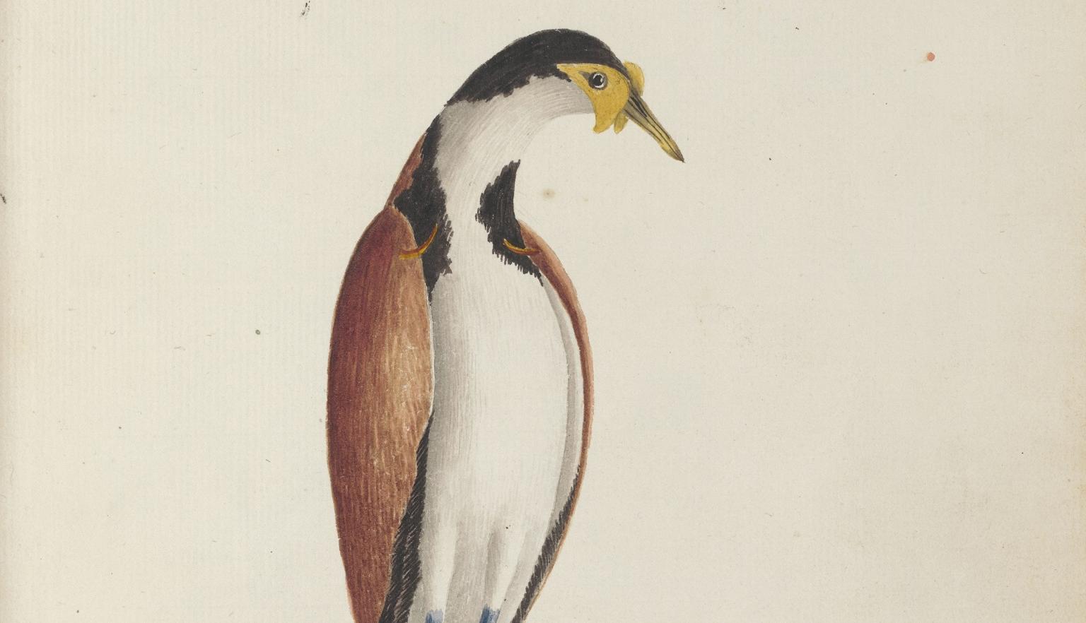 Watercolour illustration of a masked lapwing bird, with a white belly, red wings and black shapes on it's neck and head