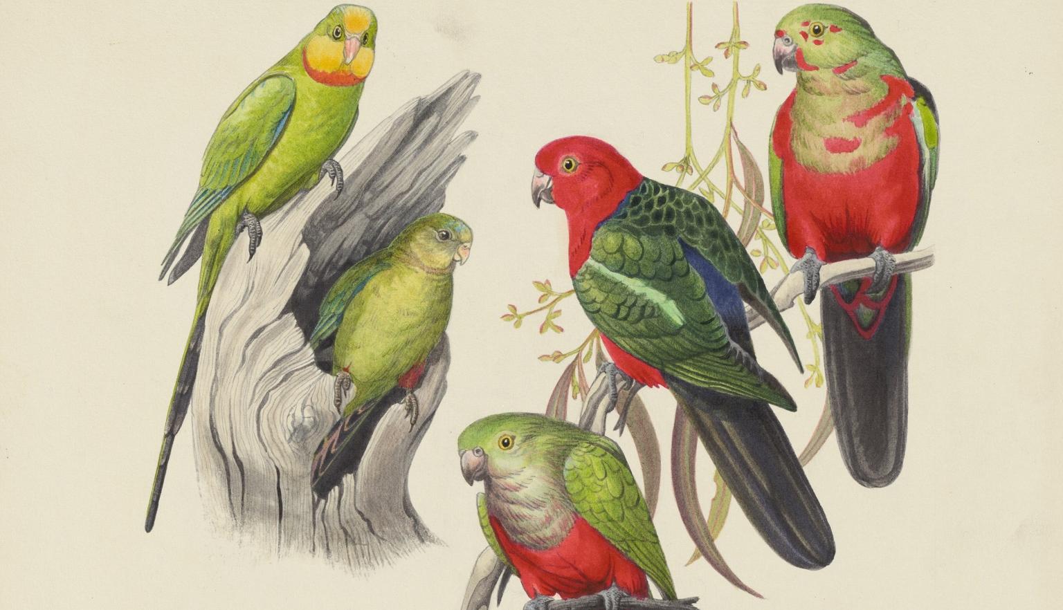 Colourful, extremely detailed watercolour illustrations of different kinds of parrots