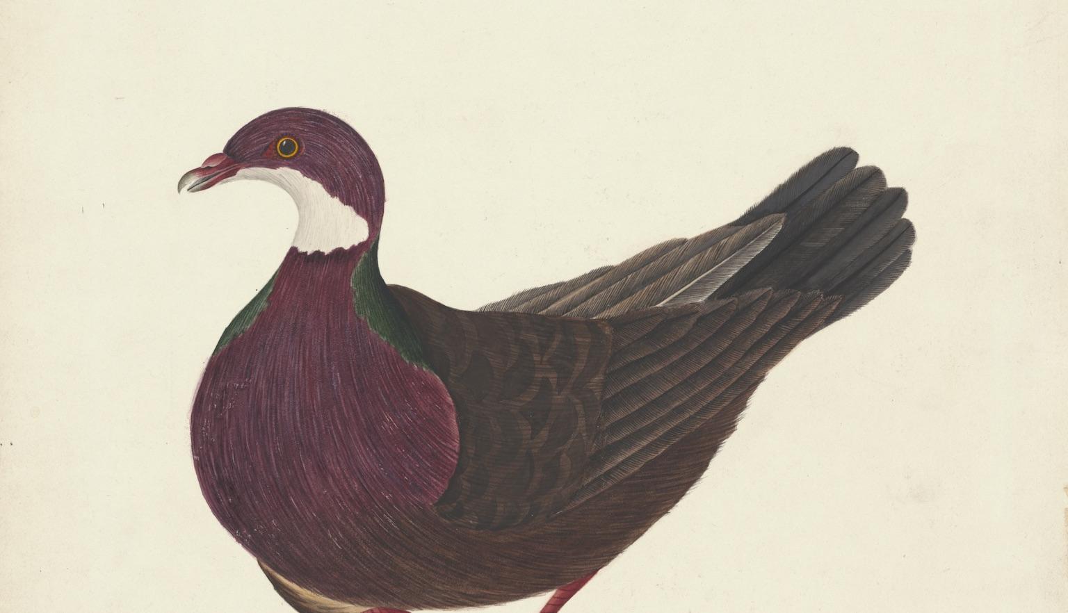 Watercolour illustration of a Lord Howe pigeon, with a dark and red body and head, and a white neck