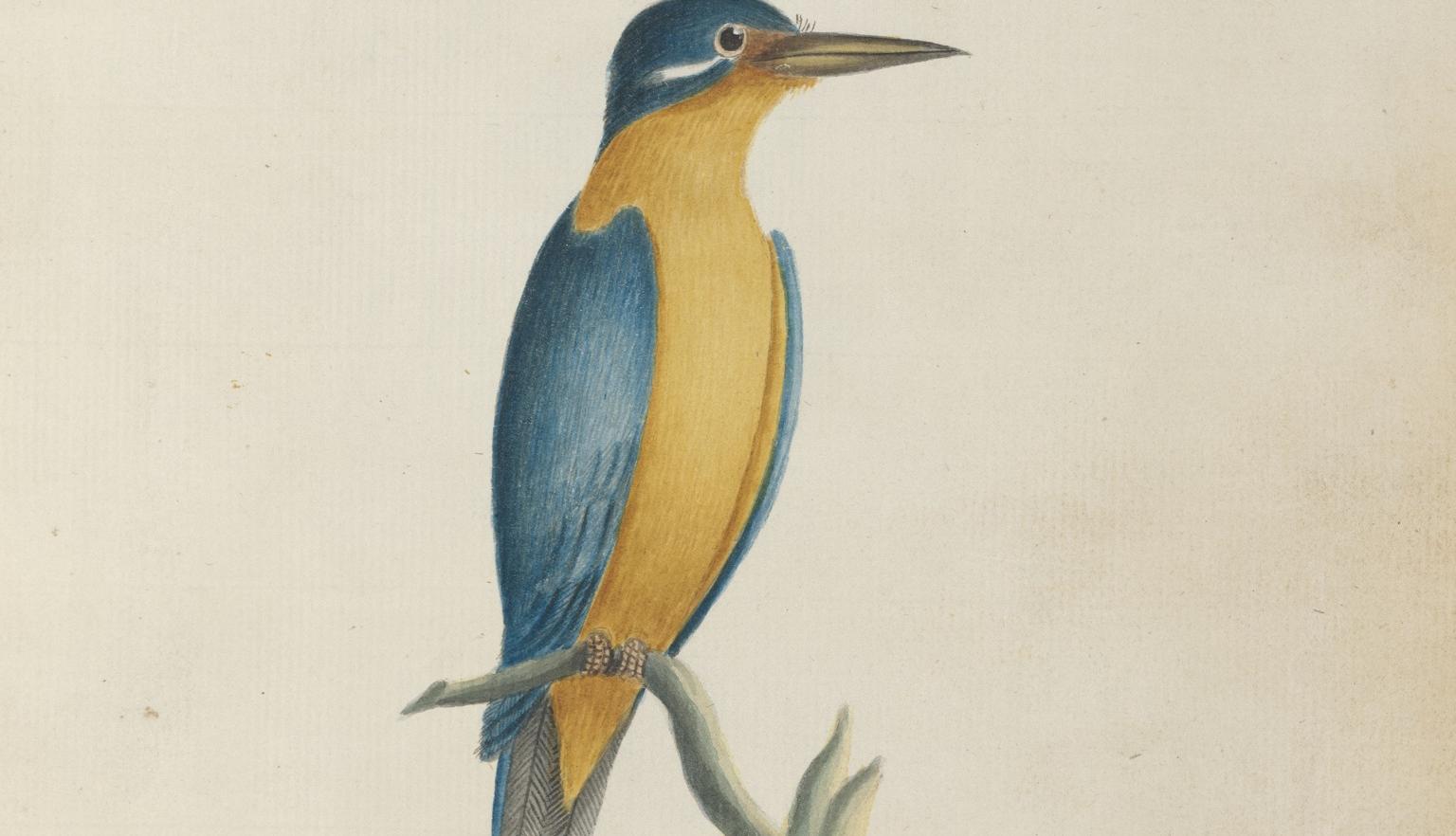 Watercolour illustration of a blue and yellow sacred kingfisher perched on a short branch