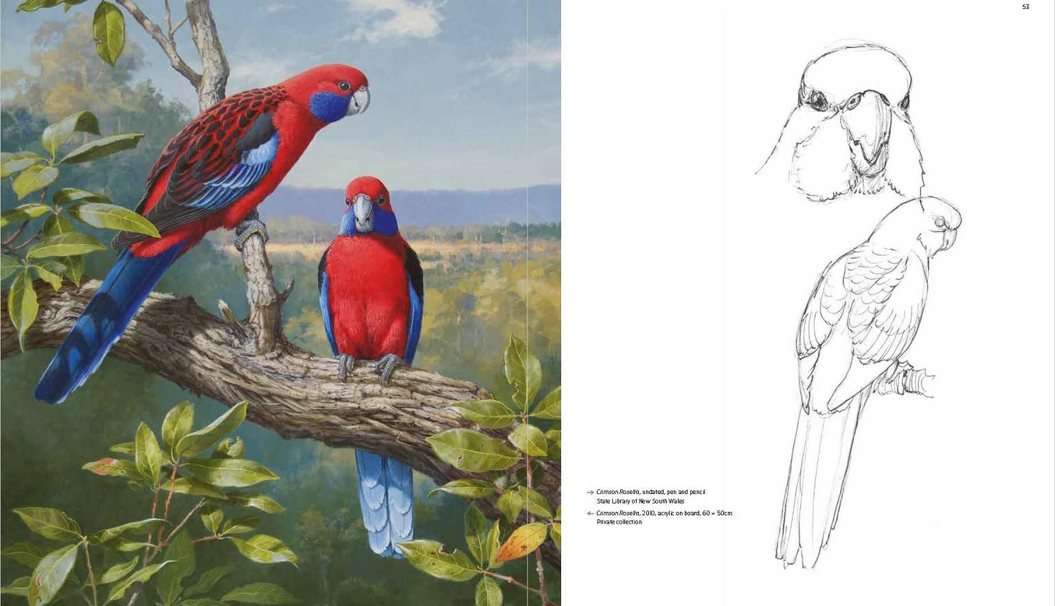 Detailed, colourful artwork of two crimson rosella birds on the left and a pen and pencil sketch of the same birds on the right