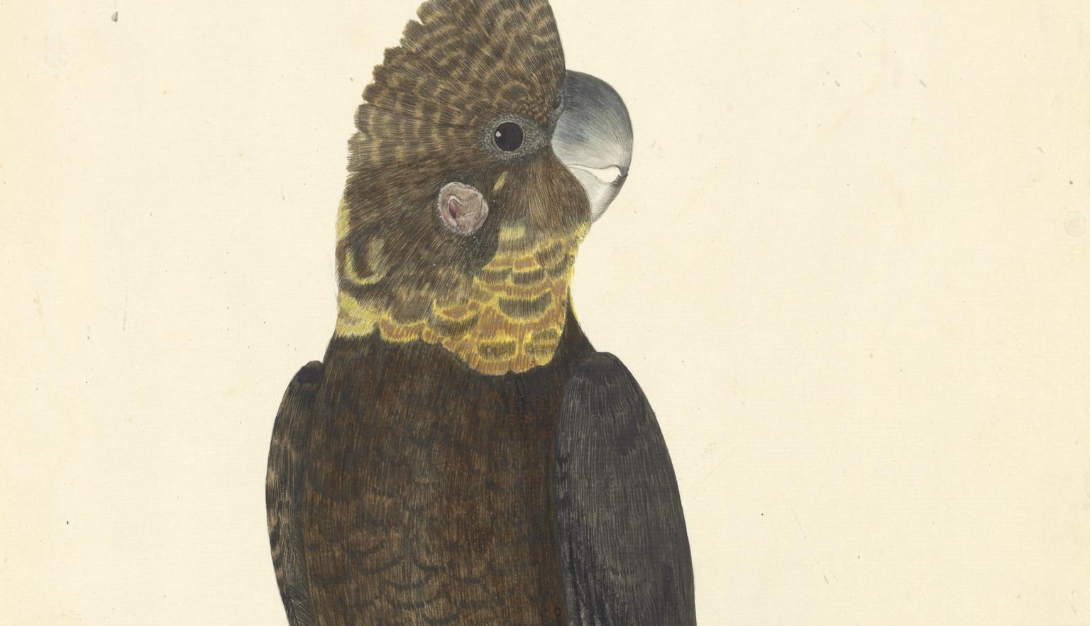 Illustration of a glossy black cockatoo with a yellow neck and red tail feathers perched on a branch