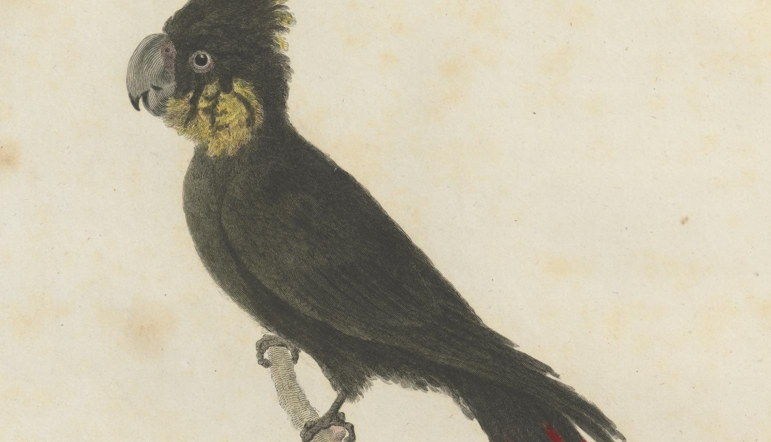 Illustration of a black coloured cockatoo perched on a branch