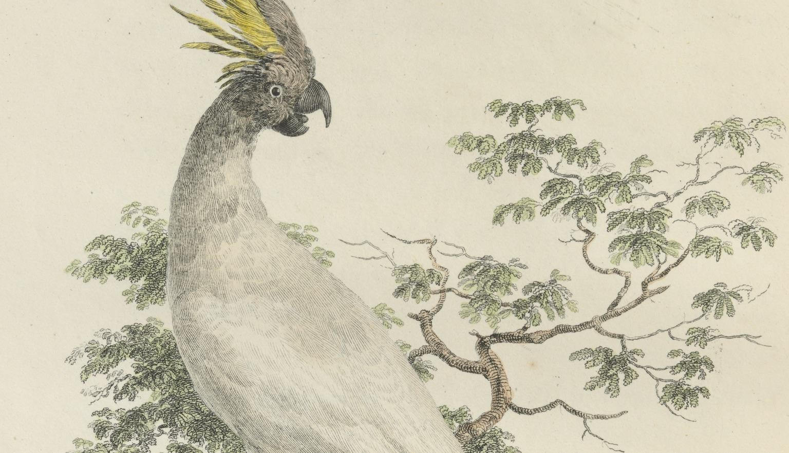 Illustration of a white and yellow crested cockatoo standing on a tree branch with it's neck twisted to look behind it