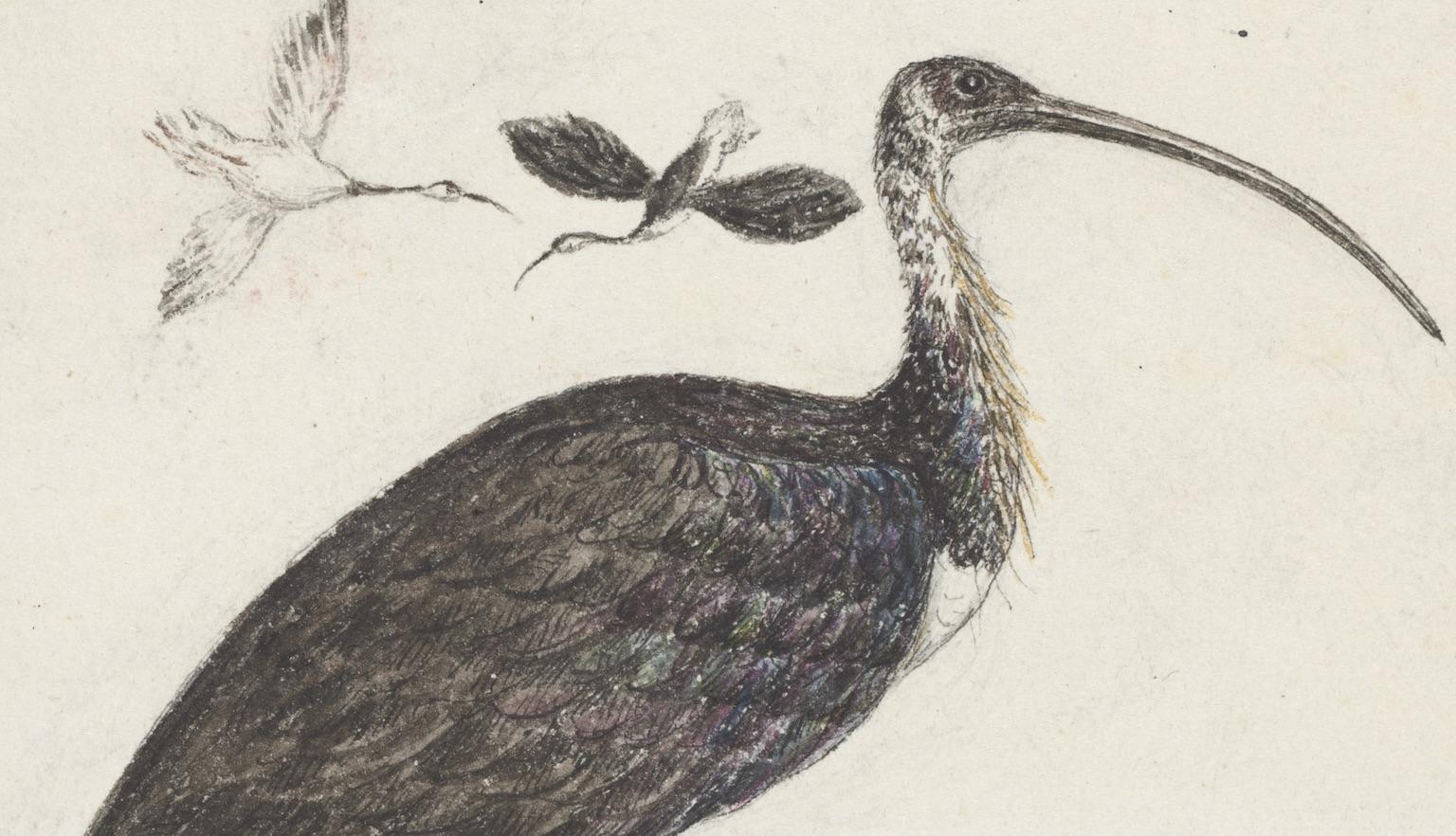 Drawing of an Ibis bird walking through grass, with two other's flying in the distance