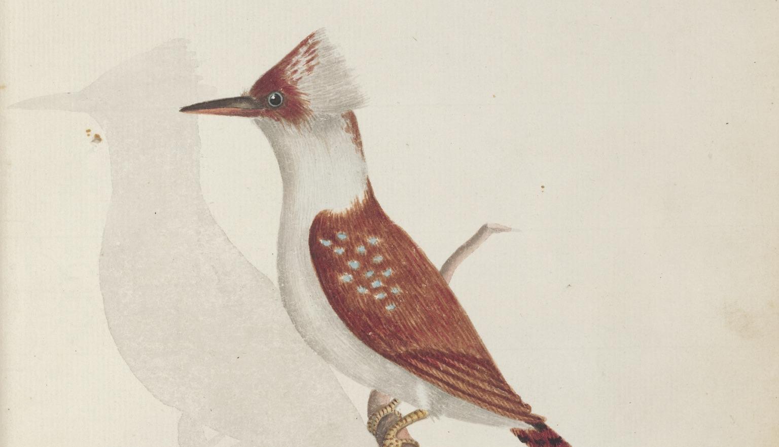 Illustration of a brown and white kookaburra standing on a branch 