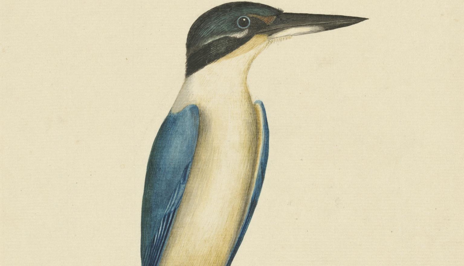 Illustration of a bird with a black head, blue wings and a white neck and stomach perched on a branch
